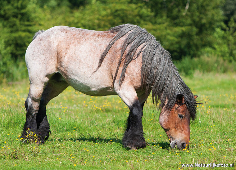 postcard Belgian horse (0565)