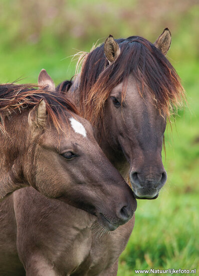 Konik horses postcard (0566)