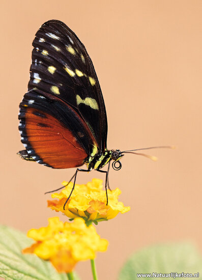 postcard Heliconius butterfly (0567)