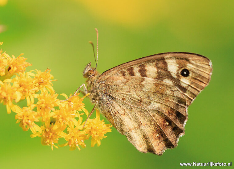 postcard speckled wood butterfly (0568)