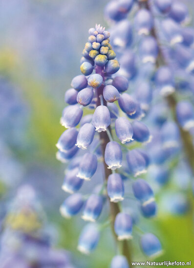 postcard grape hyacinth flower (0570)