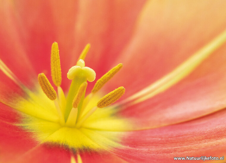 postcard close-up tulip (0574)