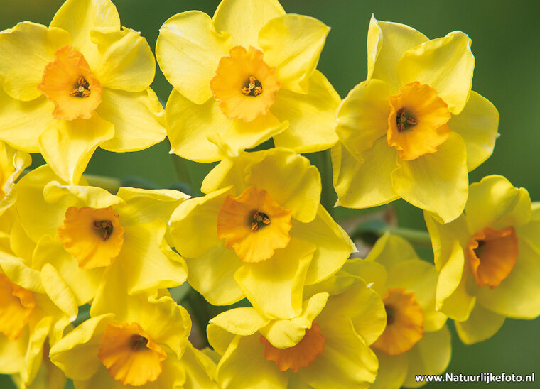 postcard Narcissus (0575)