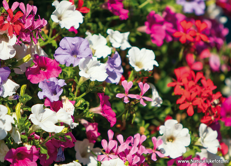 postcard flower box with geraniums and petunias (0576)