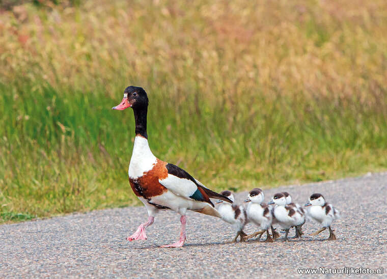 Common shelduck with young postcard (0578)