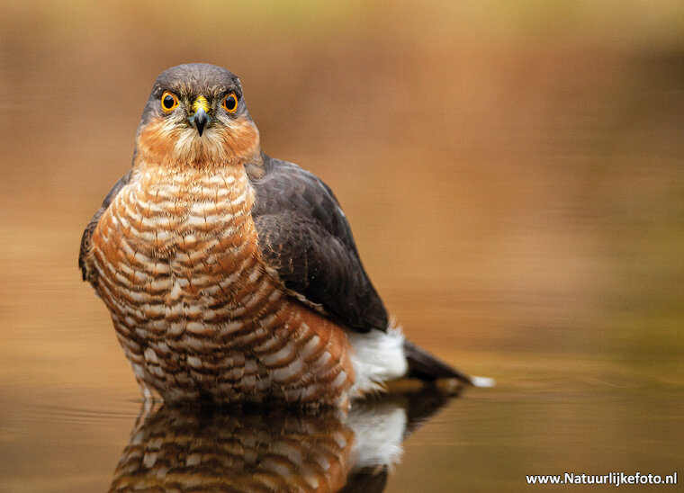 Eurasian sparrow hawk postcard (0580)