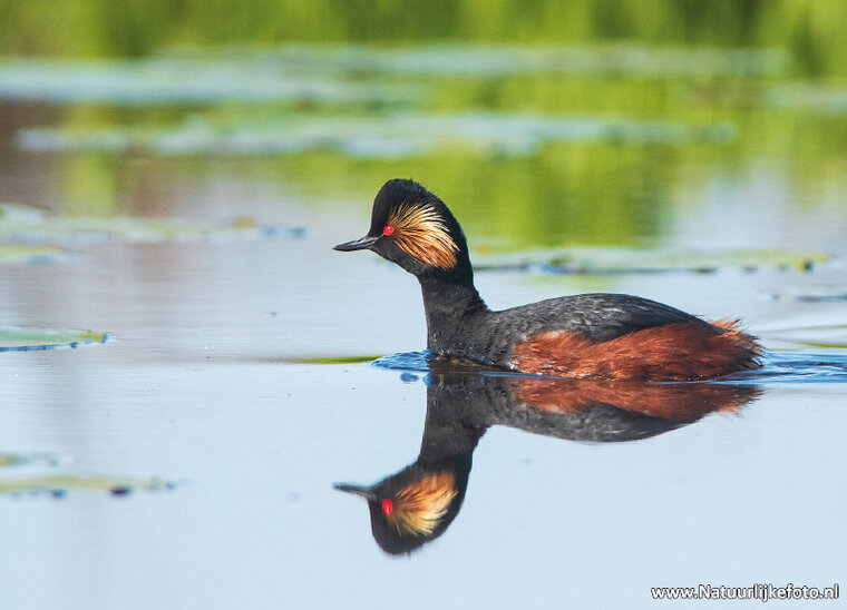 Black-necked grebe postcard (0582)