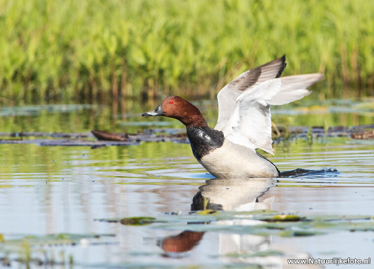 Common pochard postcard (0583)