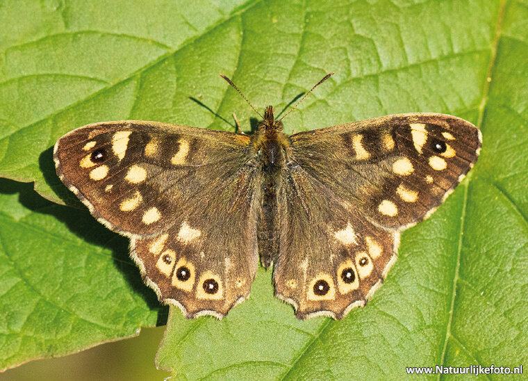 postcard speckled wood butterfly (0584)