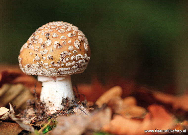 Mushroom postcard (0589)