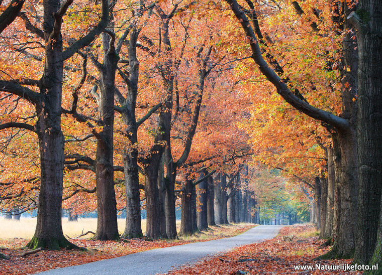 Autumn lane postcard (0591) Autumn lane postcard (0591)