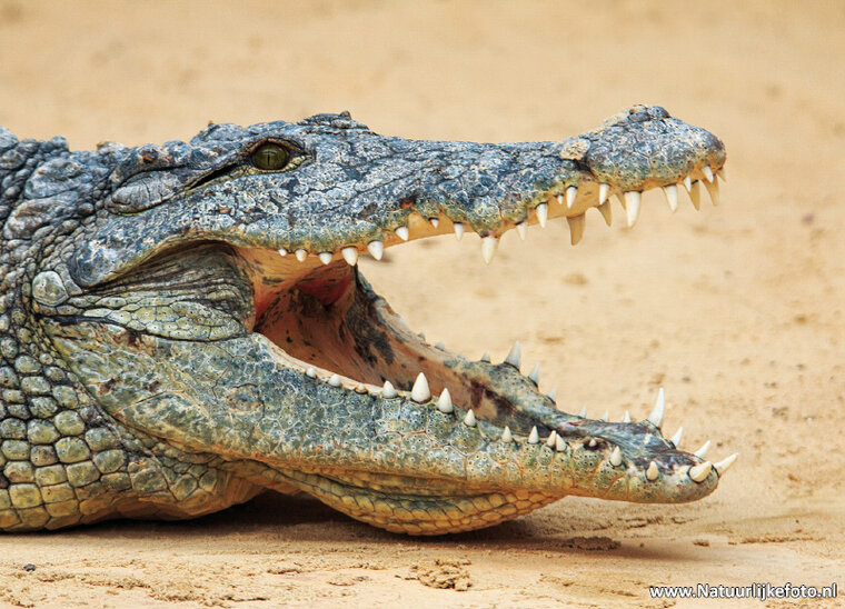 postcard crocodile (0594)