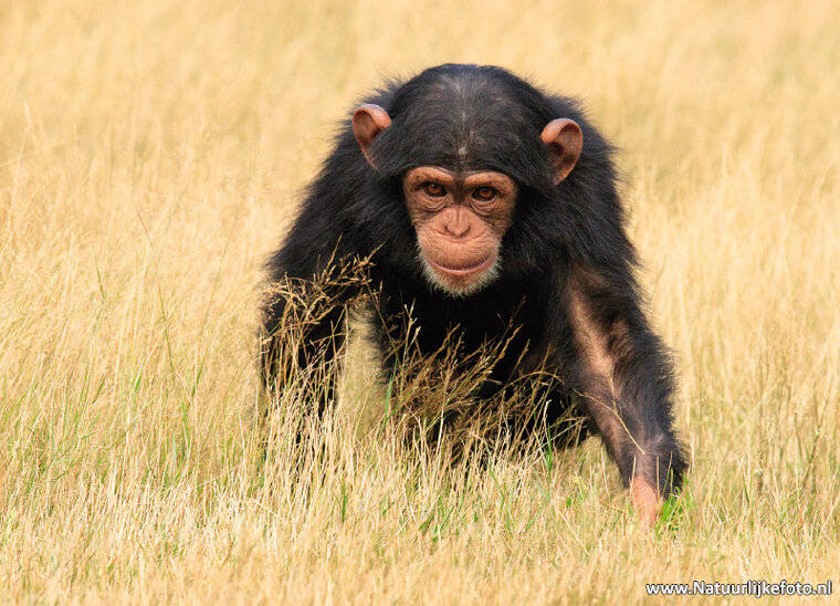 Chimpanzee postcard (0596)