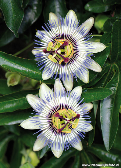 postcard passion flower (0600)