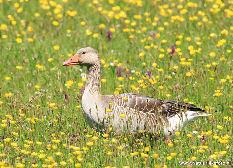 Greylag goose postcard (0401) Greylag goose postcard (0401)