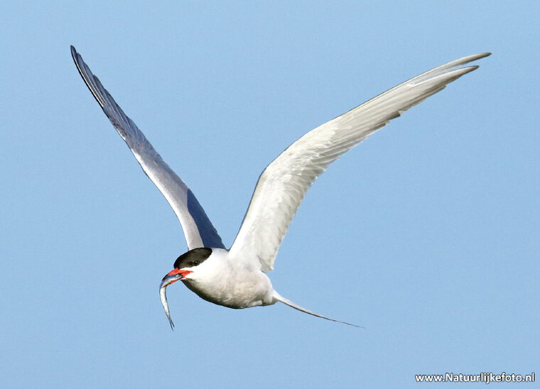 Common tern postcard (0404)
