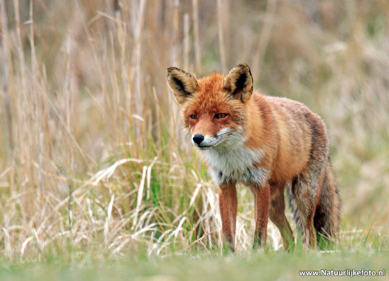 postcard Fox (0406)
