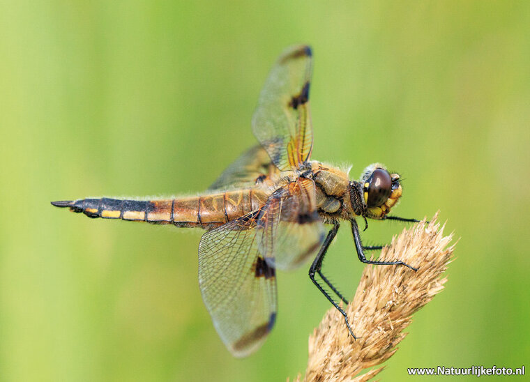 Dragonfly four spotted chaser postcard (0409)