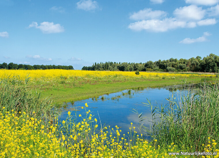 Oostvaardersplassen postcard (0410)