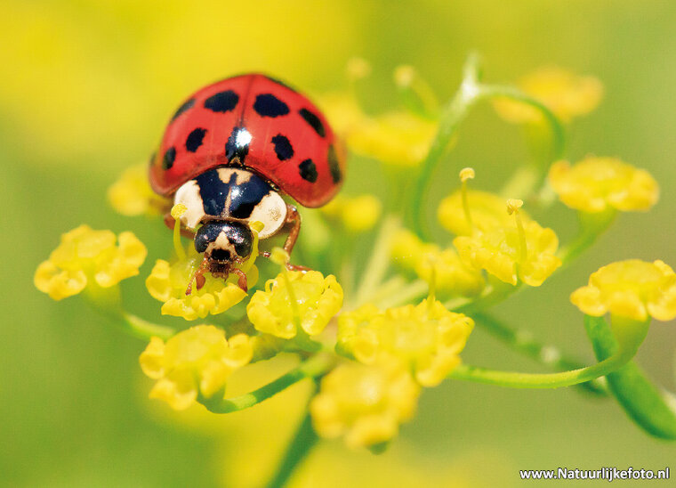 Lady beetle postcard (0411