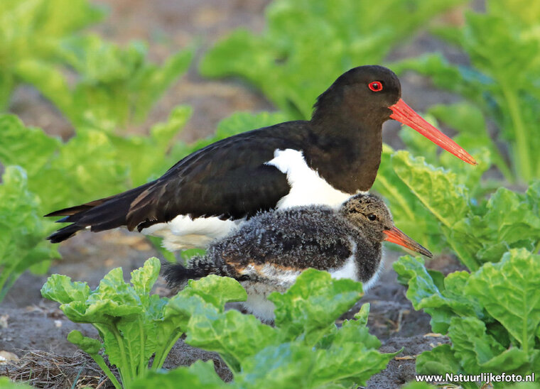 Eurasian oystercatcher with young postcard (0413)