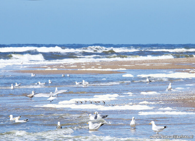 Beach and sea postcard (0414)