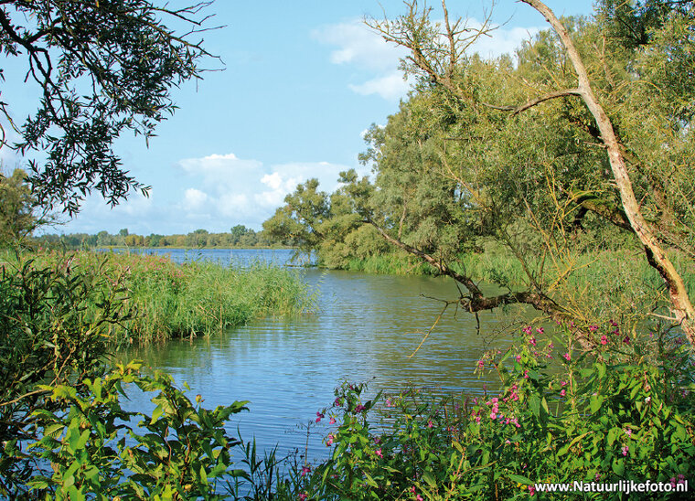 Biesbosch postcard (0417) Biesbosch postcard (0417)