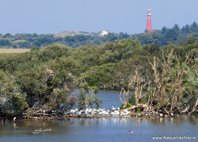 Schiermonnikoog lighthouse postcard (0418)