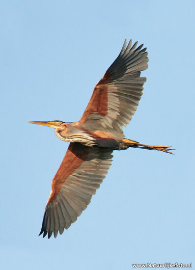 Purple heron postcard (0419)