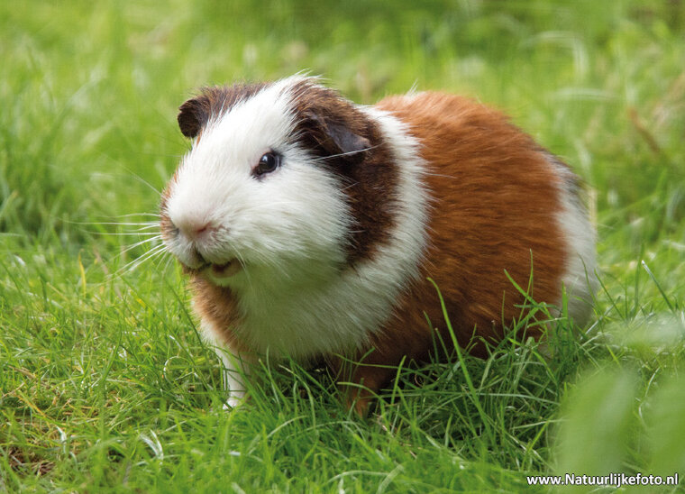 Cavia postcard (0420)