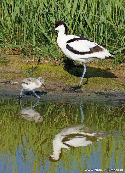 Pied avocet with young postcard (0422) Pied avocet with young postcard (0422)