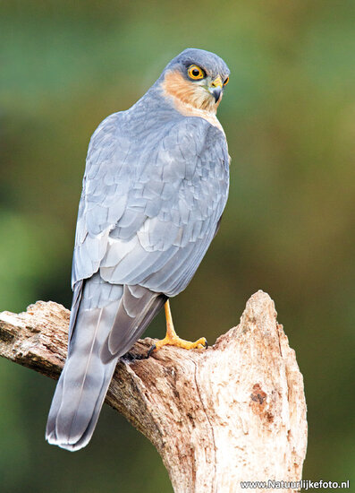 Eurasian sparrow hawk postcard (0423)