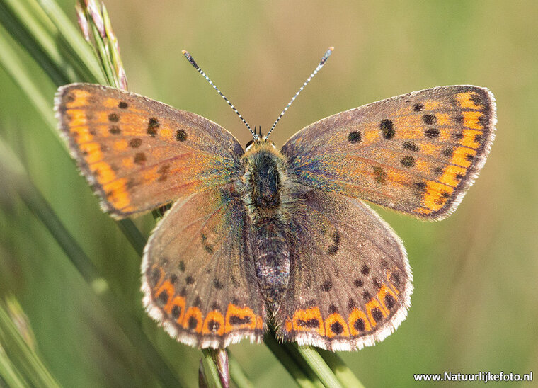 postcard Sooty copper butterfly (0425)
