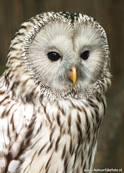 postcard Ural owl (0426) postcard Ural owl (0426)