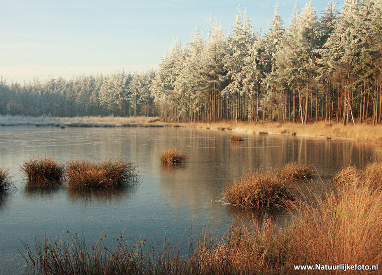 Bakkeveen winters landscape postcard (0435)