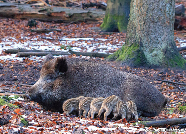 Wild boar with piggies postcard (0445)