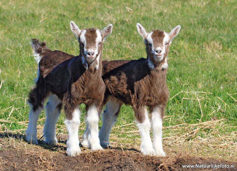 Goats postcard (0448) Goats postcard (0448)