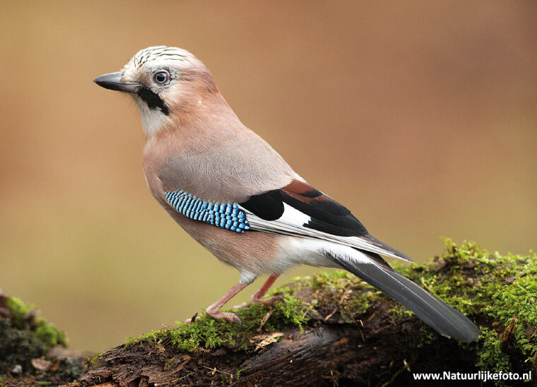 Eurasian jay postcard (0451)