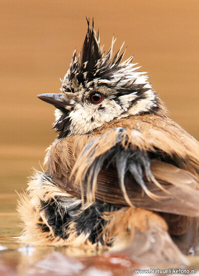 European crested tit postcard (0452)
