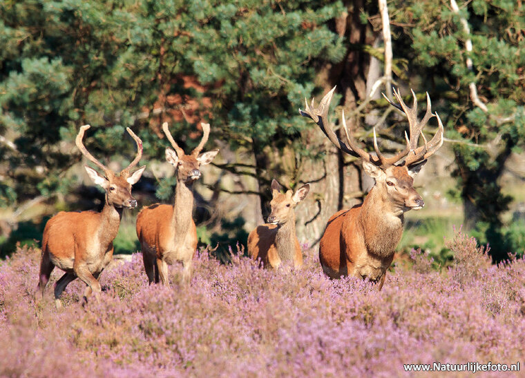 Red deer postcard (0453) Red deer postcard (0453)