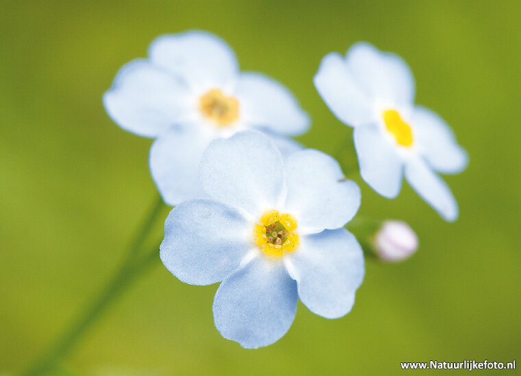 postcard field forget-me-not flower