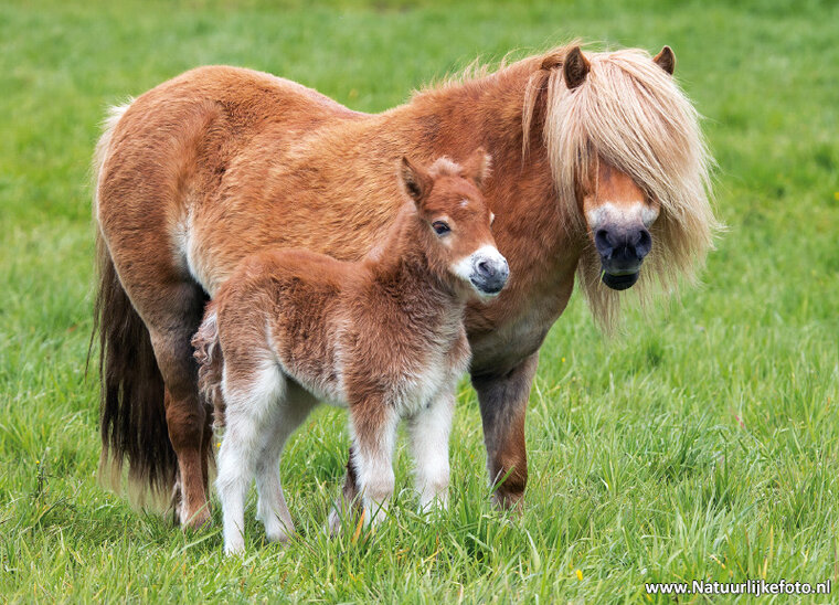 postcard Shetland pony (0459)