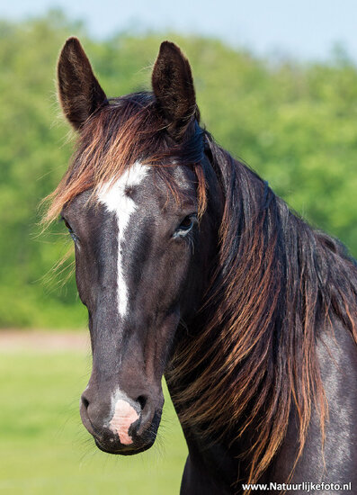postcard horse (0460)