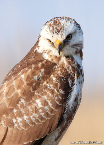 Common buzzard postcard (0463)