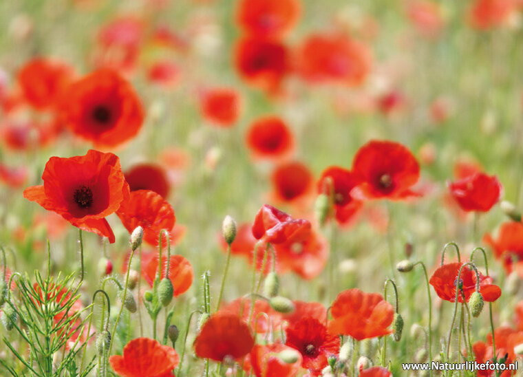 postcard papaver (0465) postcard papaver (0465)