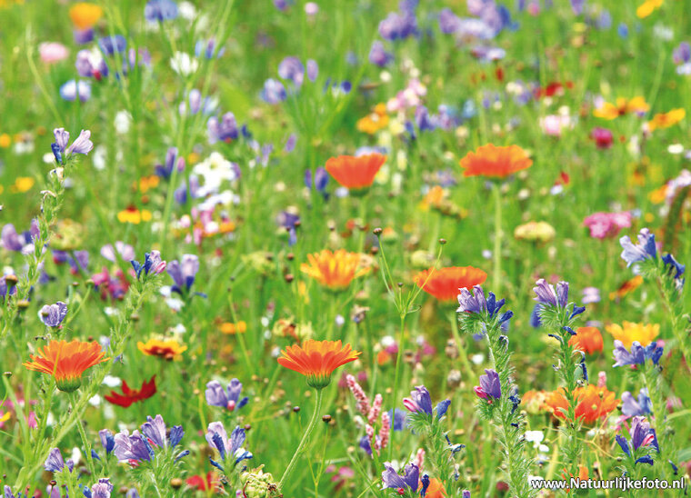 Wild flowers postcard (0466)