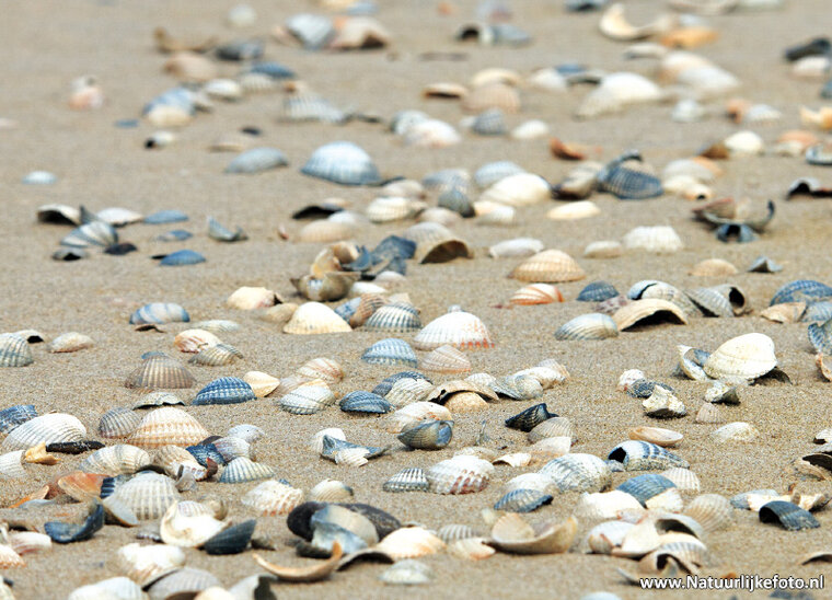 Seashells on the beach postcard (0468)