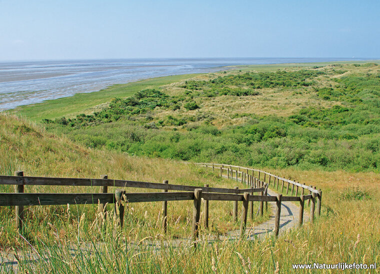 Nature reserve het Oerd on Ameland postcard (0474)