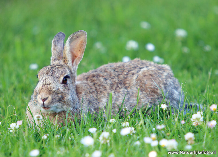 European rabbit postcard (0476)