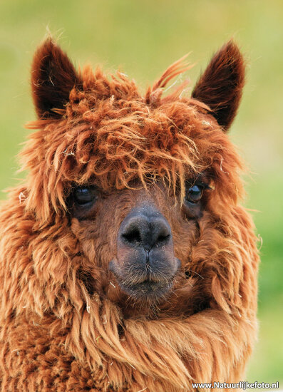 Alpaca postcard (0478)